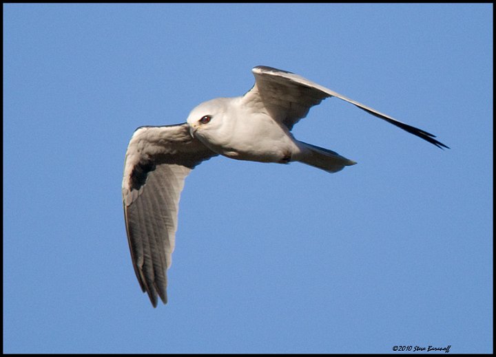 _0SB0927 white-tailed kite.jpg
